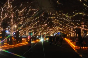 200mものイチョウ並木でつくる光のトンネル。ここを意中の人とあるけばカップルになれるという噂も。当日は街コン参加者同士、男女ペアで歩いていただきます。