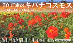 キバナコスモス バナー