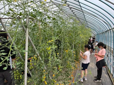 朝採り野菜の収穫体験