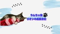 YouTubeチャンネル【やんちゃ猫リオンの成長日記】事務局のロゴ