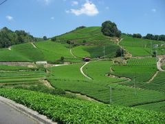 宇治煎茶の町、京都・和束町