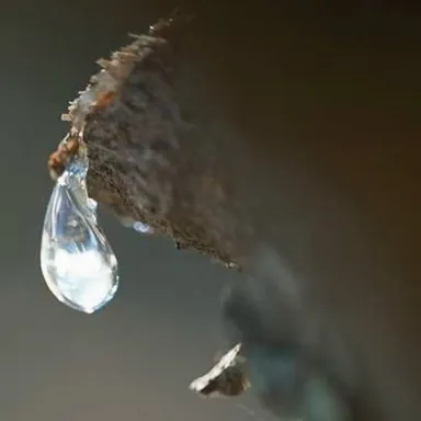 天然成分マスティックを配合した犬用歯磨きジェル