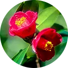 ベースとなるのは、希少な国産・自生している椿種子オイル。写真はイメージ