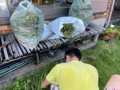 ソーシャルメイトが草むしりに奔走している様子