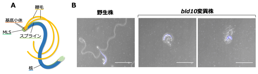 植物の精子形成に関わる新規因子を発見
～基底小体タンパク質が獲得した新機能～