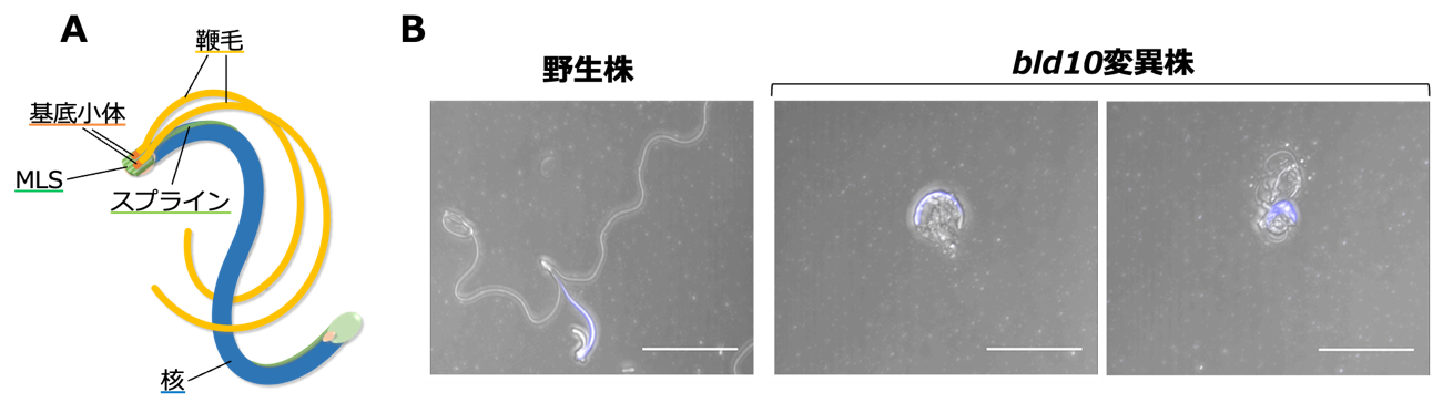 植物の精子形成に関わる新規因子を発見
～基底小体タンパク質が獲得した新機能～- Net24ニュース
