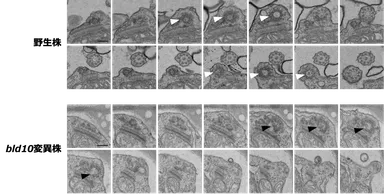 図2. ゼニゴケ精子における連続切片電子顕微鏡像