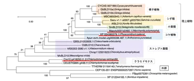 図3. BLD10/CEP135ファミリータンパク質の系統樹