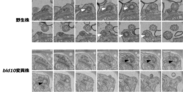 図2. ゼニゴケ精子における連続切片電子顕微鏡像