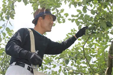 摘果リンゴ収穫作業風景01