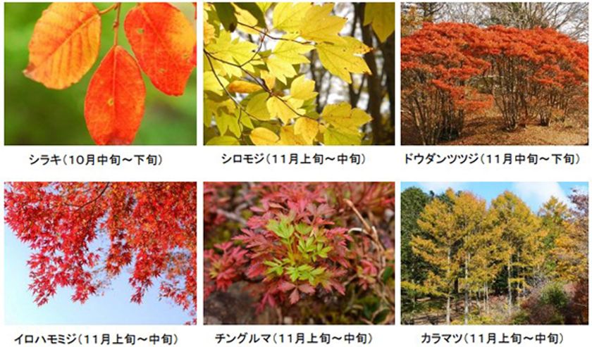 六甲高山植物園 市街地より一足早い秋の訪れ
紅葉見頃 10月下旬~11月上旬
ライトアップも開催決定!