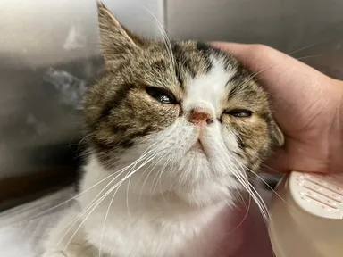 入院初日のてんのすけ