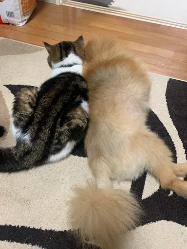 たろまるとてんのすけ(2)