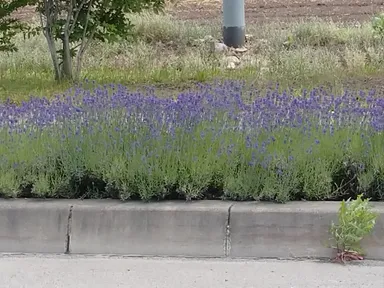 道中のラベンダー