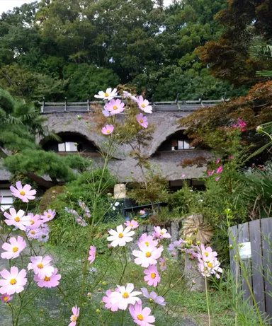 198歳の母屋　※現在は資金難の為、屋根の改修工事が出来ず、白いビニールシートを被っています。