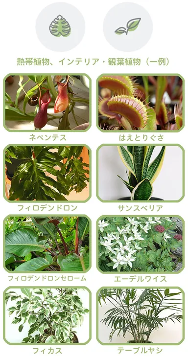 育てられる側物(熱帯植物・観葉植物)