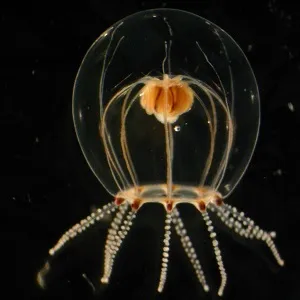 オトヒメクラゲ