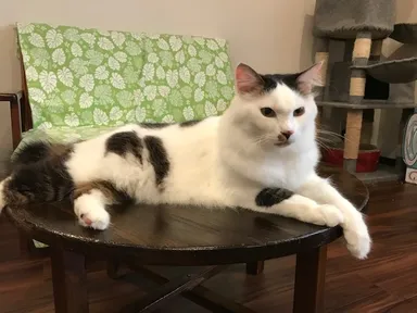 保護猫かふぇリアン　4