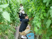 頭上まで伸びるトマトの畑で収穫体験。
