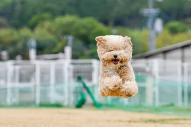 フライングモコモコ