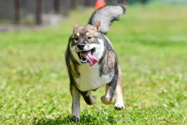 迫力満点の四国犬