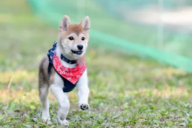 ドッグランデビュー記念