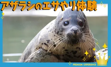 アザラシのエサやり体験
