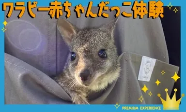 ワラビー赤ちゃんだっこ体験