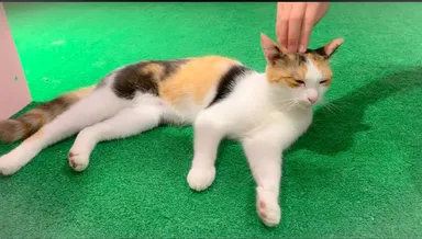 ネコハウスの様子※イメージです