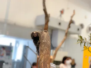 コモンマーモセット