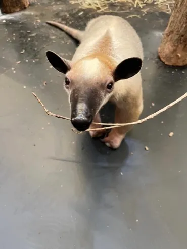 ミナミコアリクイ