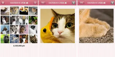 100万枚の猫写真