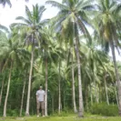 フィリピンのココナッツ農園にて