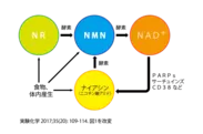 NMN、NRのNAD+変換経路