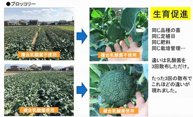 生育比較画像(ブロッコリー)