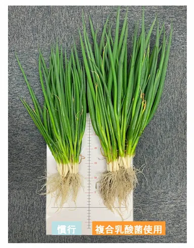 生育比較画像(青ネギ)