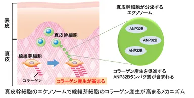 エクソソームによる作用
