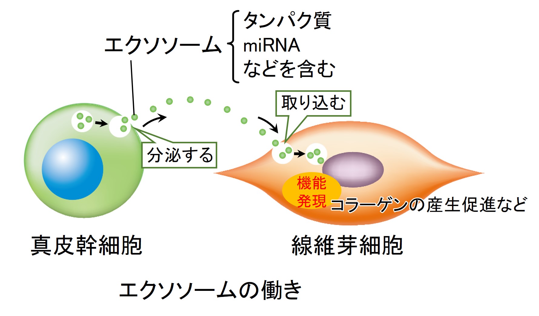 真皮幹細胞が分泌するエクソソームの変化が肌のコラーゲン産生に関わることを発見 - 記事詳細｜Infoseekニュース