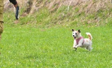 ドッグランスペース(イメージ)