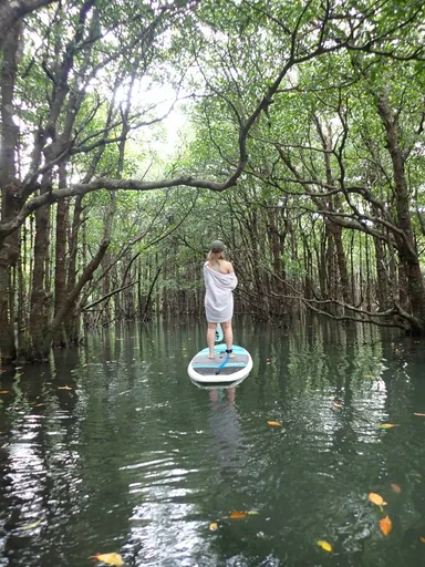 マングローブの森をSUPで