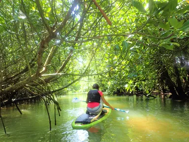 マングローブSUP　2