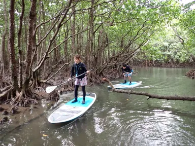北部マングローブSUP