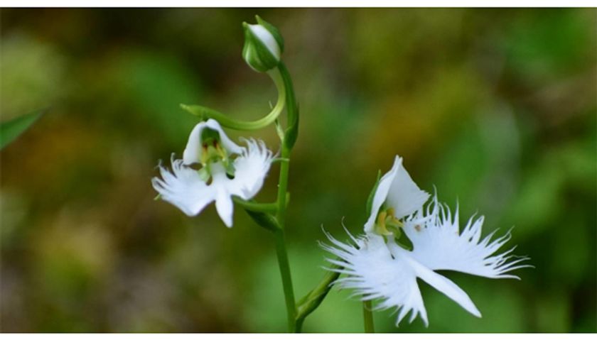 六甲高山植物園 天翔る白鷺（しらさぎ）の如き花
サギソウが開花しました！