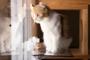 外を眺める猫