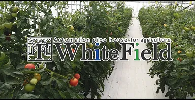 ホワイトフィールド