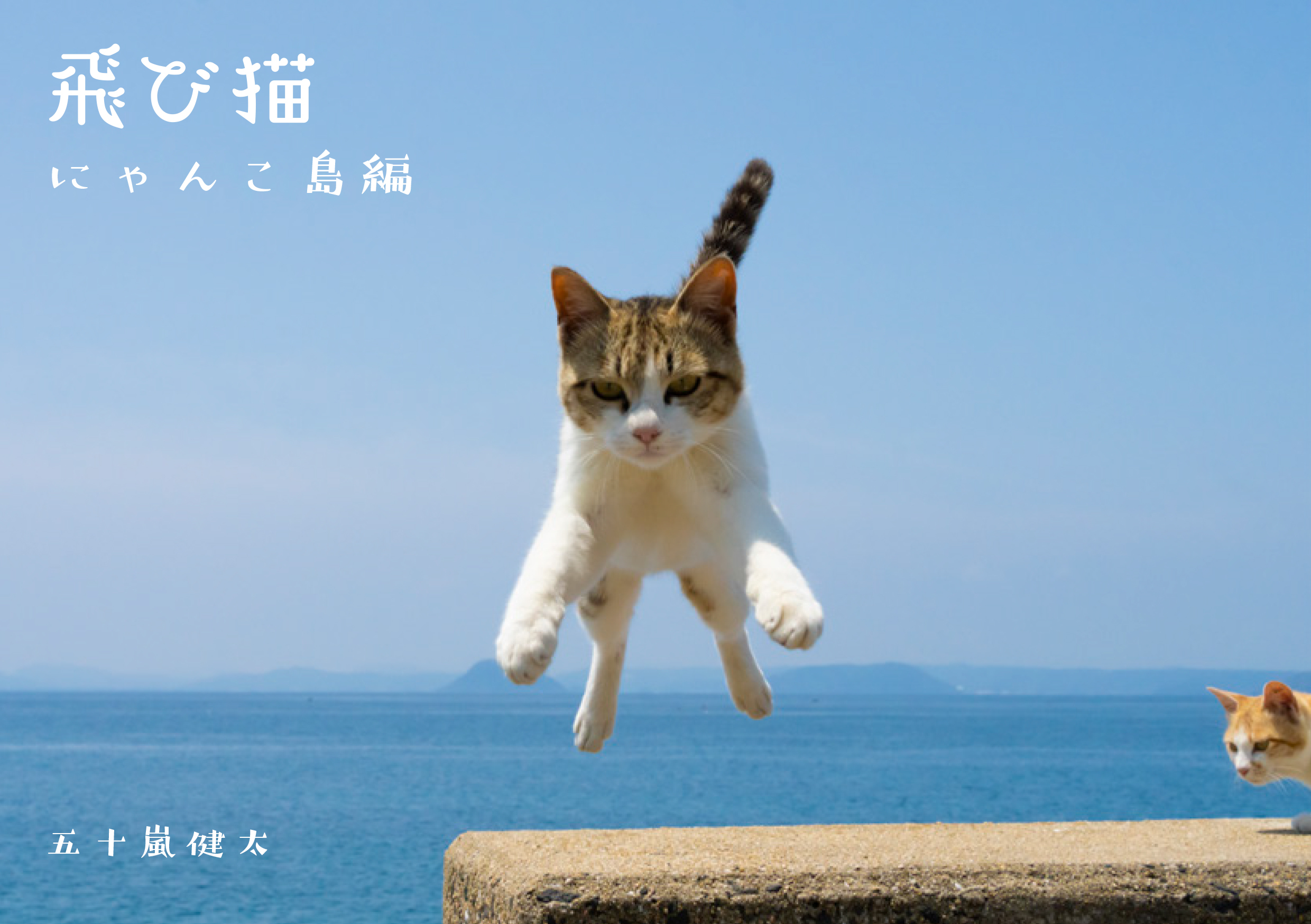 猫写真展 もふあつめ展 が渋谷のギャラリー ルデコで9月3日 土 4日 日 に開催 猫写真や猫作品約800点が大集合 飛び猫合同会社のプレスリリース
