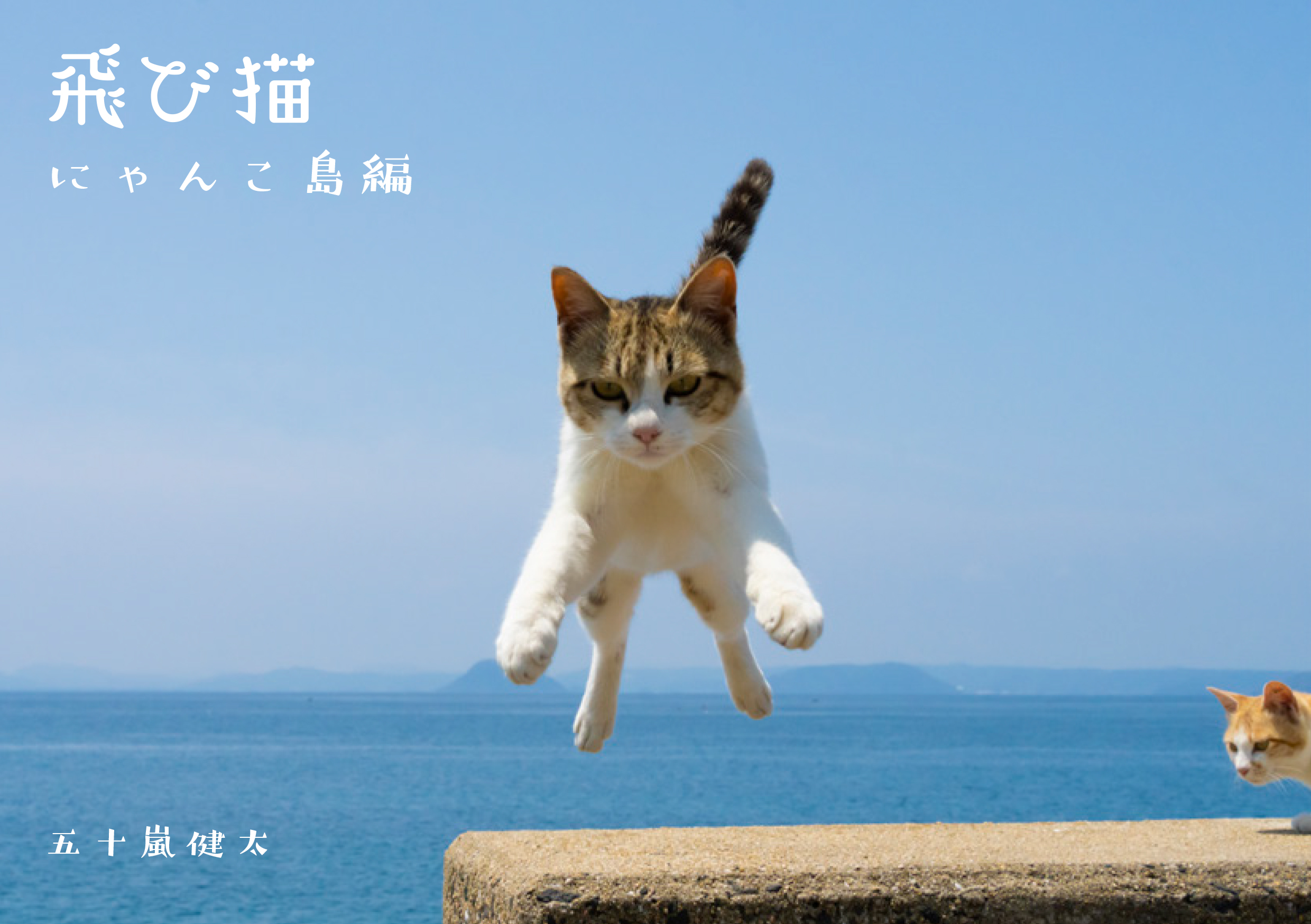 猫写真展 もふあつめ展 が渋谷のギャラリー ルデコで9月3日 土 4日 日 に開催 猫写真や猫作品約800点が大集合 飛び猫合同会社のプレスリリース