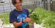 壬生菜：京野菜