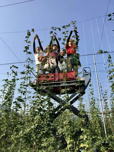 ホップ収穫の様子(写真提供/京都与謝野ホップ生産者組合)