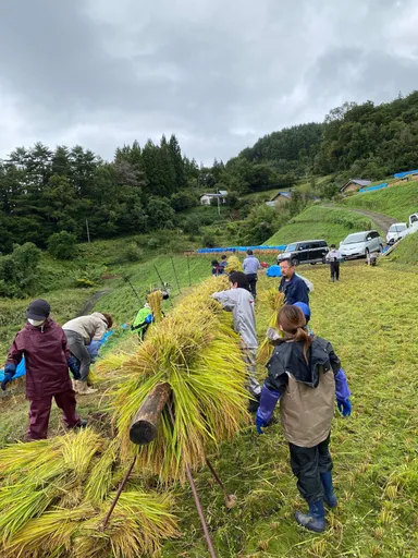 稲刈り体験